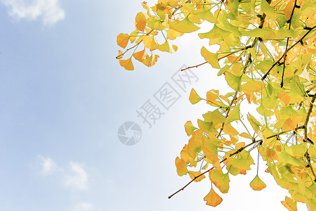 天空叶子阳光下的银杏树背景
