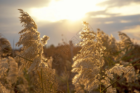 芦苇逆光芦苇日落逆光背景