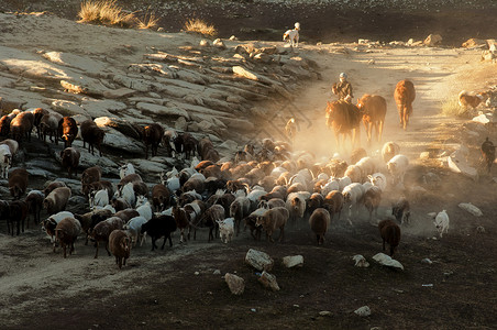 图片转场新疆阿勒泰牧业转场背景