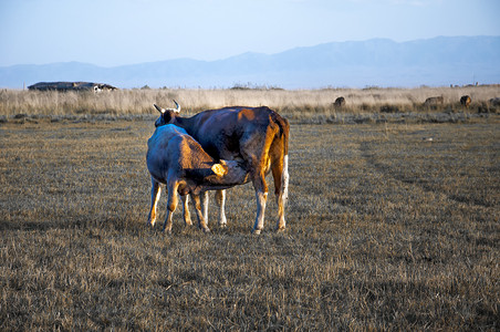 新疆库鲁斯台牧业草原背景图片