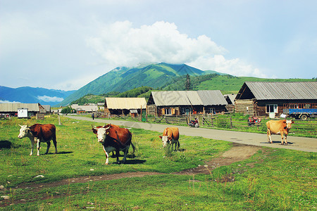 新疆禾木村淡蓝色牛牛高清图片
