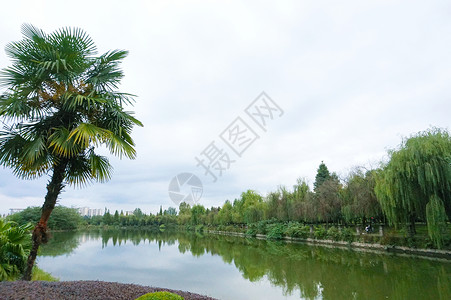 公园小湖风景 柳树环绕高清图片
