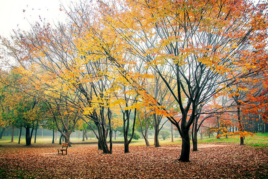 上海共青森林公园秋色图图片