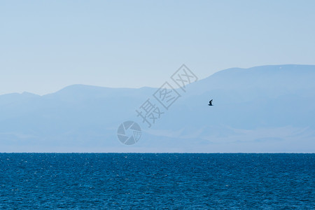 飞鸟越过湖面背景