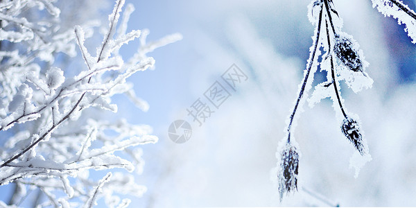 雪中白色树枝霜降设计图片