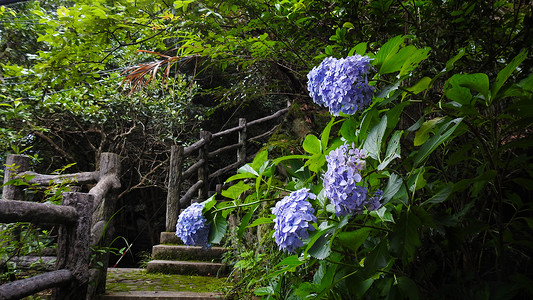 庭院花卉庭院中的绣球花鲜花和绿植背景