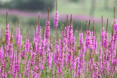紫色薰衣草花丛背景图片