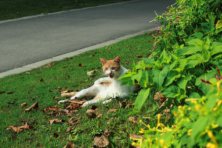 植物园里慵懒的猫咪图片
