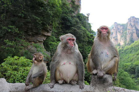 猴子动物猴群高清图片