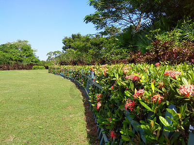 花园背景图片