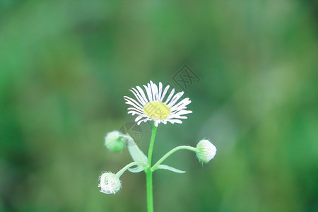 小野花背景图片