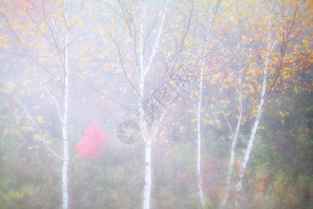 西红树晨雾朦胧的白桦林背景