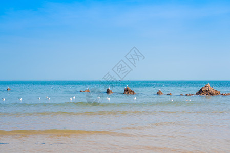 海浪海鸥秋天青岛海边的礁石和海鸥背景