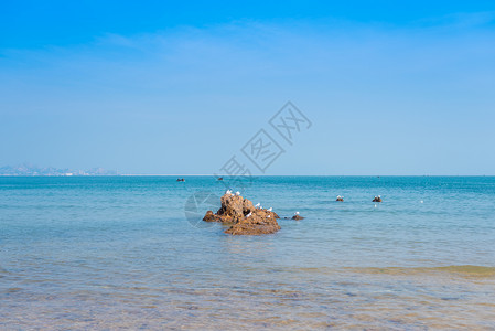 秋天青岛海边的礁石和海鸥背景图片