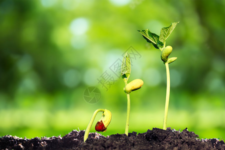 树苗成长土壤中成长的新芽设计图片