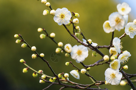 梅花图片