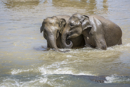大象保护基地水中嬉戏的大象背景