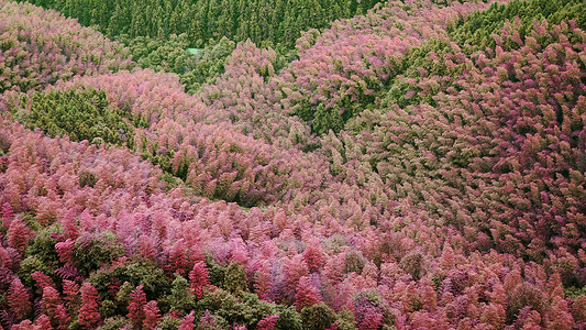 江郎山——世界唯一一处粉色竹林背景