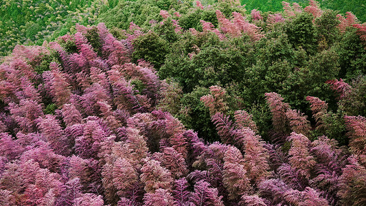 江郎山下江郎山——世界唯一一处粉色竹林背景
