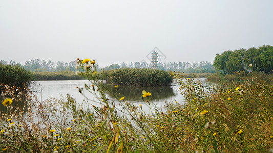 盐城大纵湖风景区湿地高清图片