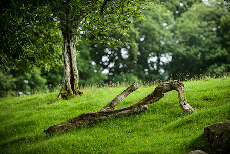 英国湖区英格兰湖区草地上的枯树背景
