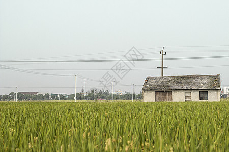 老房子绿色田园生活背景