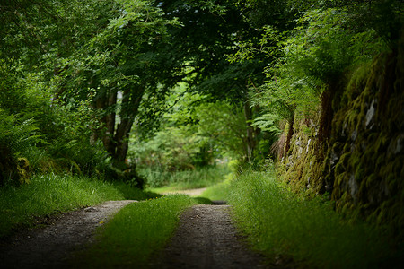 幽深的英格兰乡村林间道路高清图片
