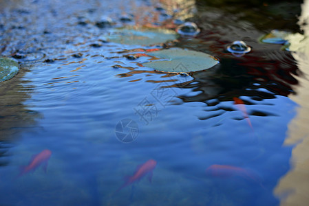 锦鲤鱼池水里的鱼背景