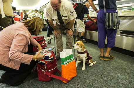 澳洲悉尼机场海关缉私犬检查旅客行李高清图片