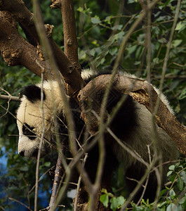 熊猫背景图片