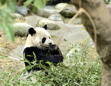 熊猫线稿熊猫背景