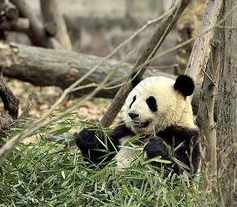 熊猫大熊猫爬树高清图片