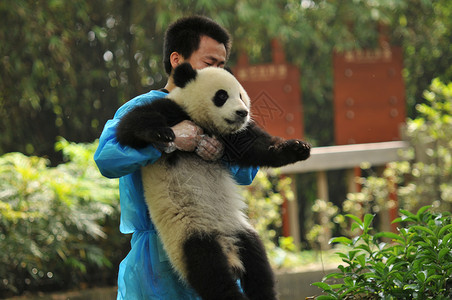 成都大熊猫繁育基地高清图片