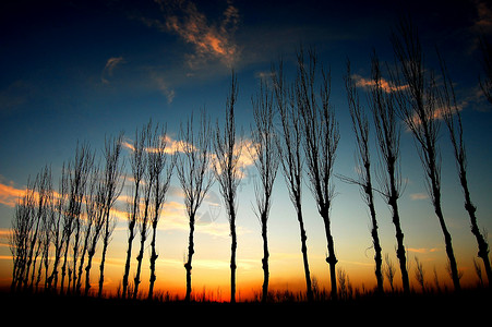 黄昏时分树林剪影高清图片