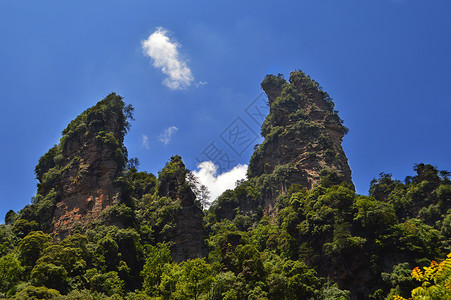 张家界十里画廊牛角蜂背景