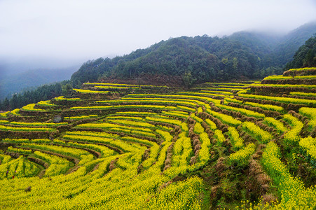 婺源油菜花梯田背景