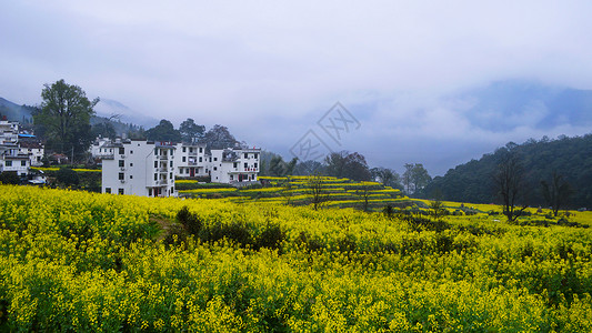 婺源江湾油菜花背景