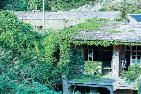 东极岛某墙上长满草的房屋背景图片