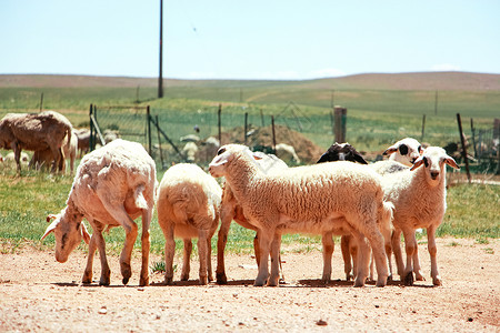 手绘羊群绵羊背景