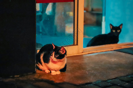 路边的猫咪黑猫夜猫子高清图片
