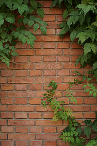 打砖块素材红砖树叶多彩背景墙背景