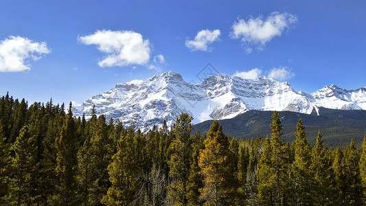 加拿大班夫国家公园松树森林背景图片