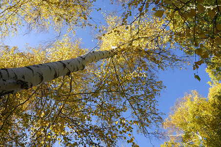 新疆白桦林秋色黄叶背景图片