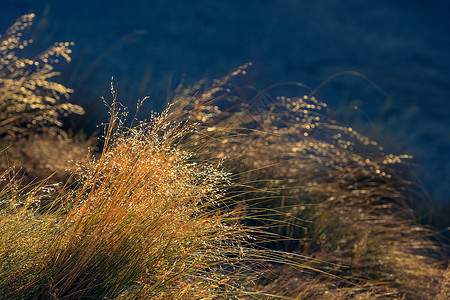 深蓝色金色抽象秋草上的点点金光背景