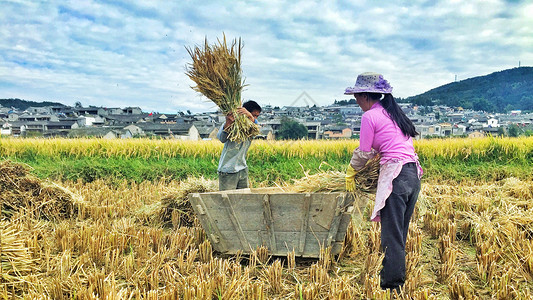 水灌溉忙着收麦的农民背景