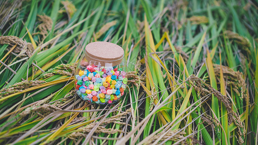 月饼星星装饰稻田里的许愿瓶背景