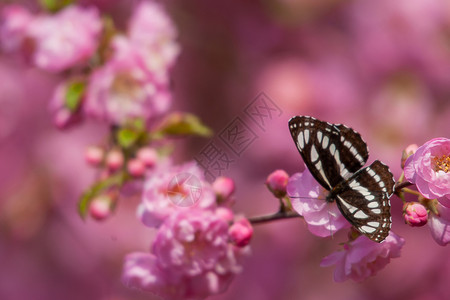 你若盛开，蝴蝶自来，漂亮的小花们高清图片
