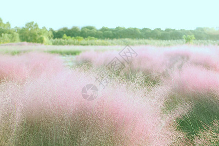 少女心的素材粉色乱子草原背景
