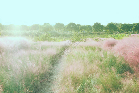 粉色草原背景图片