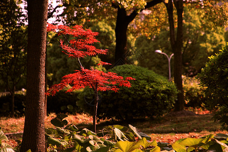 秋天公园美景图片